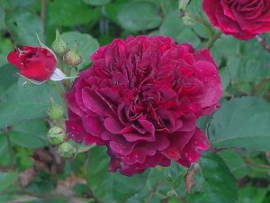 画像2: トラディスカント (2)