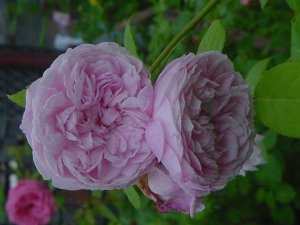 画像3: スピリット　フリーダム (3)