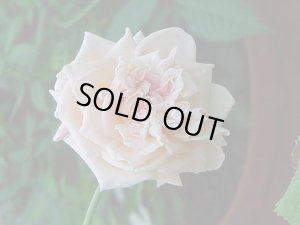 画像2: マドモアゼル・フランチェスカ・クルーガー【Mlle,Franziska Kruger】 (2)