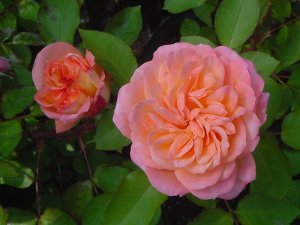 画像1: アンネのバラ (1)