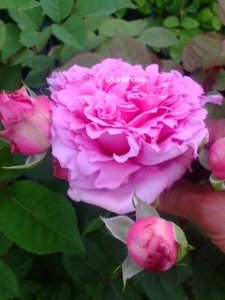 画像2: ビアンヴニュ (2)