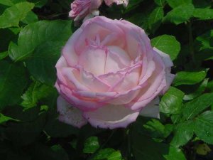 画像3: オーナードバルザック【Honore de Balzac】 (3)