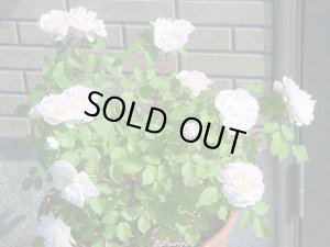 画像5: メアリー　マクダリン (5)