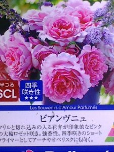 画像3: ビアンヴニュ (3)