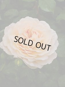 画像1: ジャルダン　ドゥ　レソンヌ【Jardins de l`Essonne】 (1)