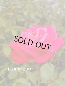 画像2: クイーン オブ ベッダーズ【Queen of Bedders】 (2)