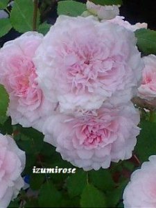 画像2: プティ　レオニー【Petite Leonie】 (2)