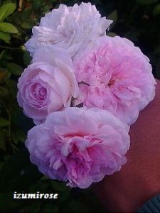 画像4: ツル　クロチルド　スペール 【ツル粉粧楼？】 (4)