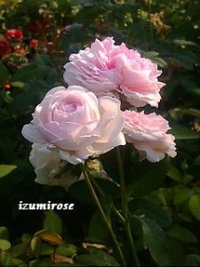 画像3: ツル　クロチルド　スペール 【ツル粉粧楼？】 (3)