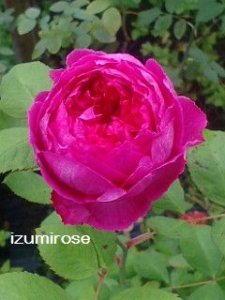 画像2: コンテス　ドゥ　ルース【Comtesse de Leusse】 (2)