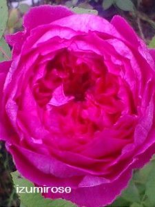 画像3: コンテス　ドゥ　ルース【Comtesse de Leusse】 (3)