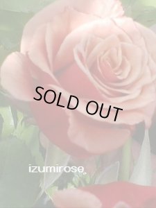 画像3: アン ヘンダーソン【Anne Henderson】 (3)