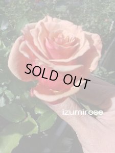 画像2: アン ヘンダーソン【Anne Henderson】 (2)