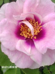 画像4: アイズ　フォー　ユー【Eyes for you】 (4)