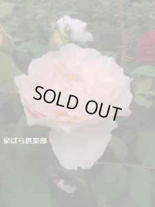 画像4: メアリー　マクダリン (4)