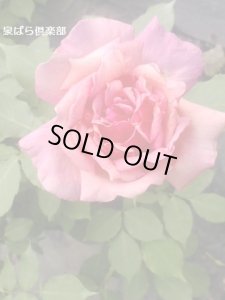 画像2: ボーテ　アンコンスタント 【Beauté Inconstante】 (2)