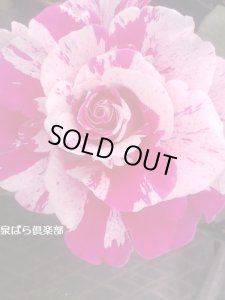 画像4: クレイジー　トゥー (4)