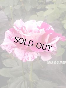 画像3: クレイジー　トゥー (3)