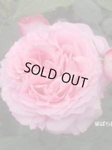 画像4: コラーユ　ジュレ (4)