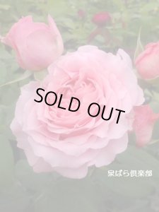 画像3: コラーユ　ジュレ (3)