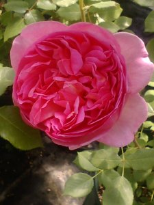 画像4: ボスコベル (4)