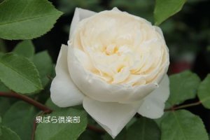 画像2: トランクウィリティー (2)