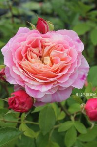 画像3: クロード　モネ (3)