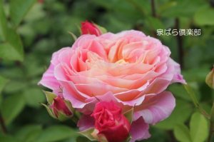 画像4: クロード　モネ (4)