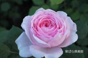 画像3: ジェフ　ハミルトン (3)