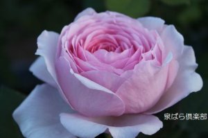 画像2: ジェフ　ハミルトン (2)