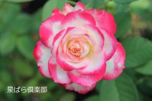 画像2: ジュビレ　デュ　プリンス　ドゥ　モナコ (2)