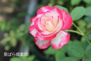 画像3: ジュビレ　デュ　プリンス　ドゥ　モナコ (3)