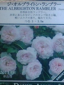 画像2: ジ　オルブライトン　ランブラー (2)