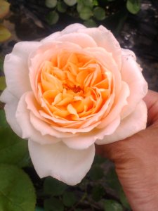 画像3: リュシオル【Luciole】 (3)