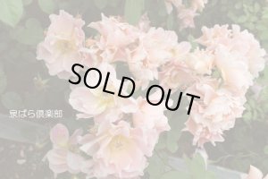 画像2: エドワード　ギヨー (2)