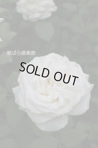 画像2: アンナプルナ (2)