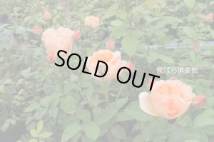 画像3: エレン (3)