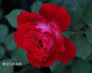 画像3: スカーレット　オベーション (3)