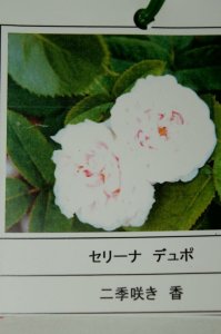 画像3: セリーナ　デュポ (3)