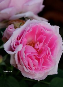 画像3: マダム　ルナヒー【Mme,Renahy】 (3)