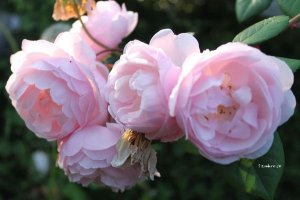 画像2: ザ　レディ　オブ　ザ　レイク (2)