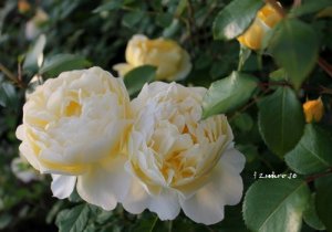 画像4: ザ　ポエッツ　ワイフ (4)