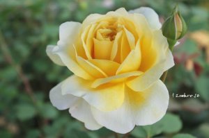 画像3: ザ　ポエッツ　ワイフ (3)