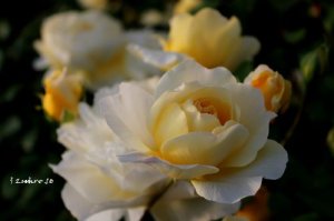 画像2: ザ　ポエッツ　ワイフ (2)