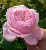 izumirose、バラ、シャリリ。 バラ苗 ばら苗 イングリッシュローズ オールドローズ 泉ばら倶楽部