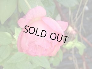 画像2: イザベル　ナボナン【Isabelle Nabonnand 】 (2)