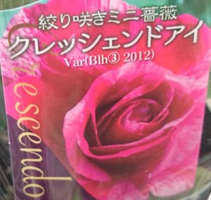 画像3: クレッシェンドアイ (3)