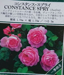 画像1: コンスタンス　スプライ【Constance Spry】 (1)