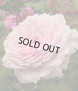 画像2: エウリディーチェ (2)