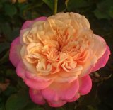 izumirose、バラ、シャリリ。 バラ苗 ばら苗 イングリッシュローズ オールドローズ 泉ばら倶楽部